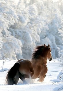 Снежная пыль (Никки Тейлор)