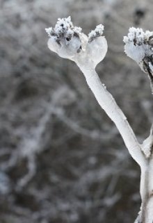 Красная для голубой (Ольга Валентиновна Крюкова)